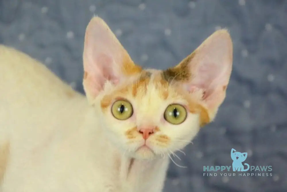 Evelina Devon Rex female black tortie tabby harlequin live animals