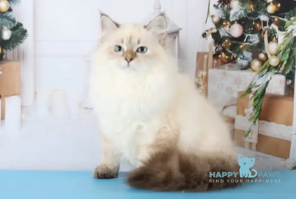 Evelina Siberian female black tabby pointed live animals