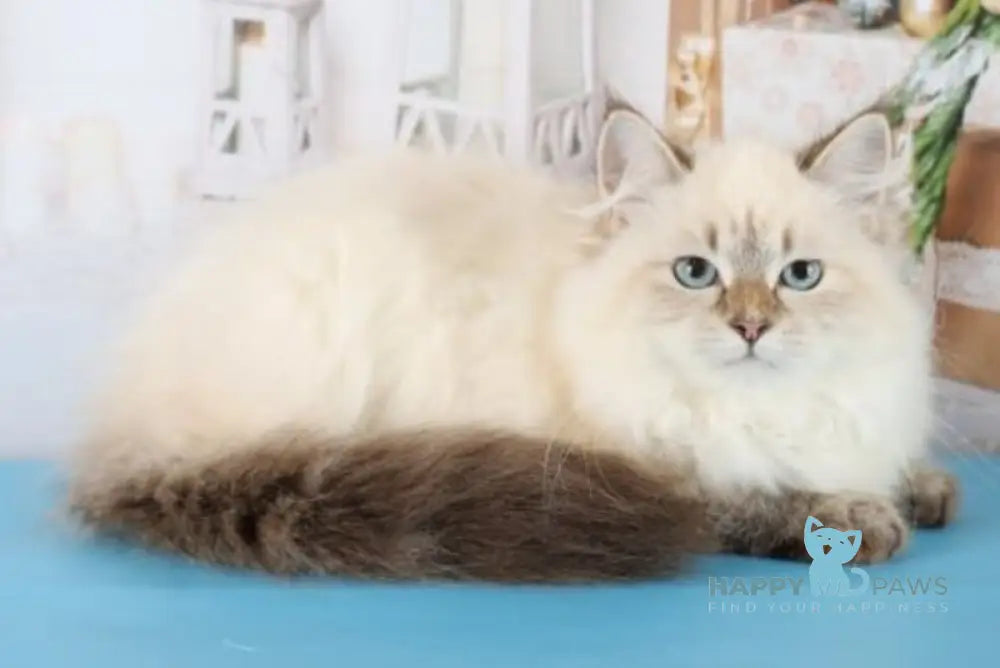 Evelina Siberian female black tabby pointed live animals