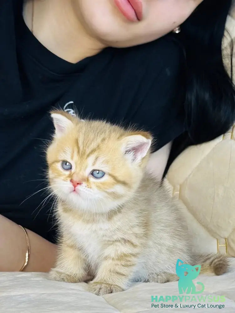 Evelyn British Shorthair female cinnamon golden spotted tabby - live animals