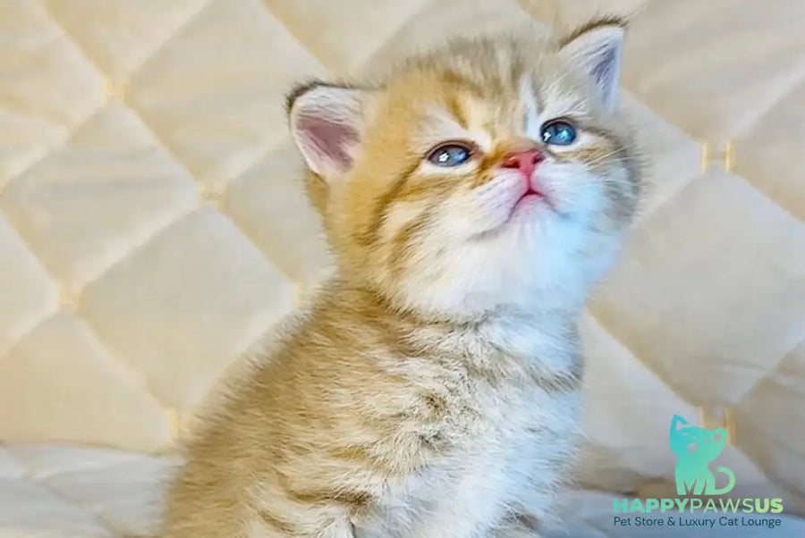 Evelyn British Shorthair female cinnamon golden spotted tabby - live animals