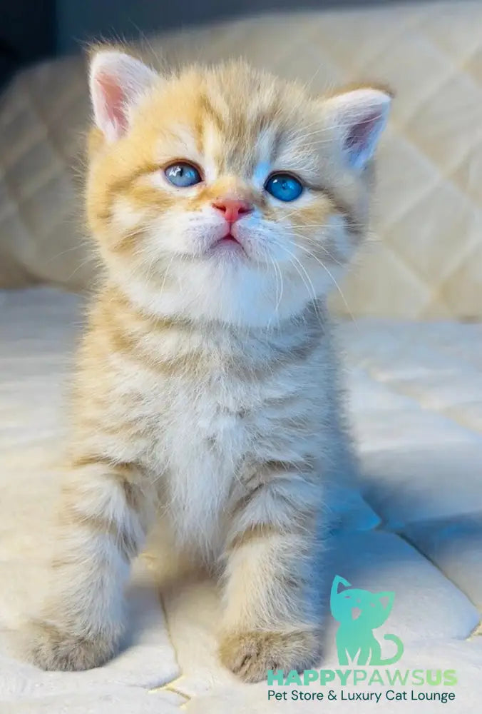 Evelyn British Shorthair female cinnamon golden spotted tabby - live animals