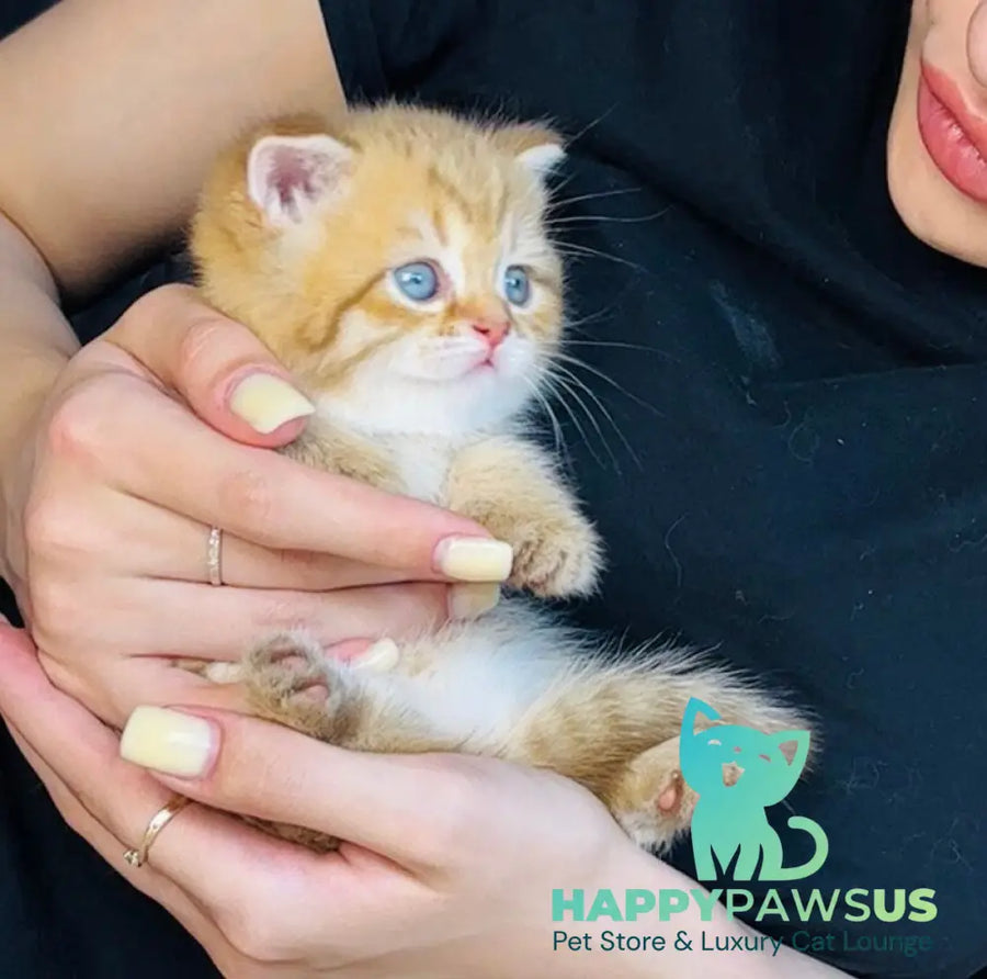Evelyn British Shorthair female cinnamon golden spotted tabby - live animals