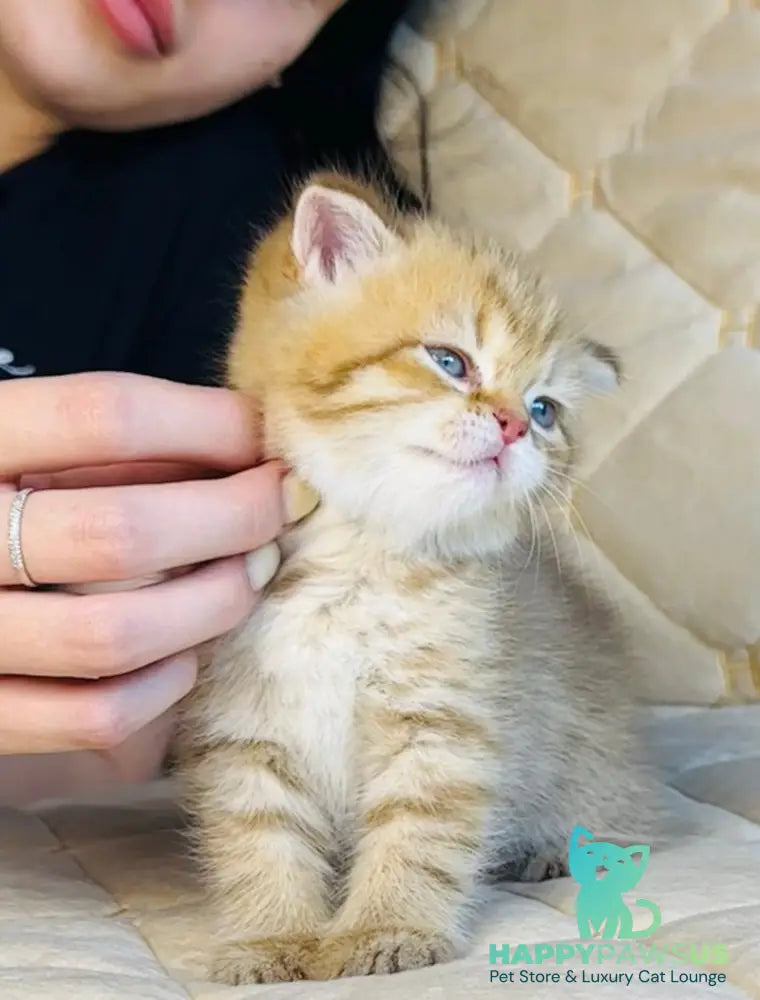 Evelyn British Shorthair female cinnamon golden spotted tabby - live animals