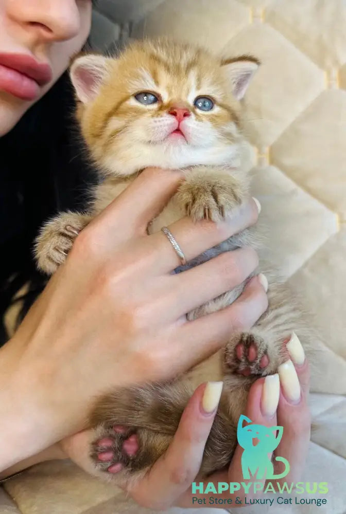 Evelyn British Shorthair female cinnamon golden spotted tabby - live animals
