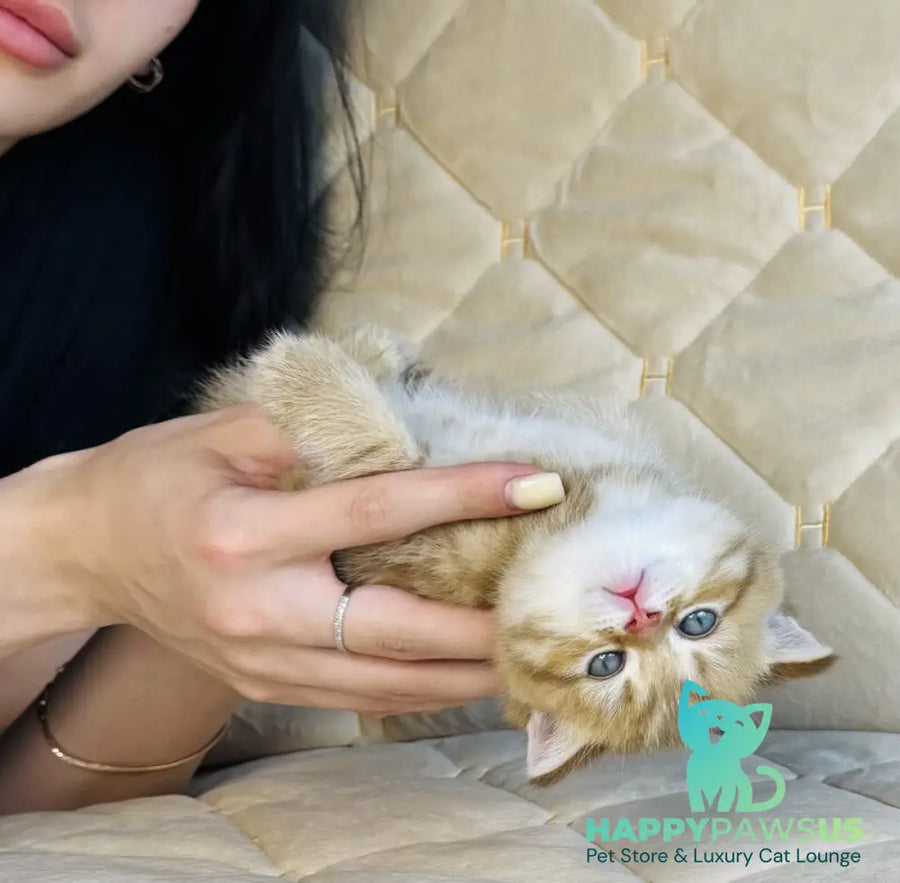 Evelyn British Shorthair female cinnamon golden spotted tabby - live animals