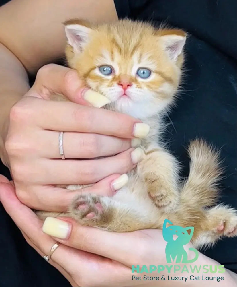 Evelyn British Shorthair female cinnamon golden spotted tabby - live animals