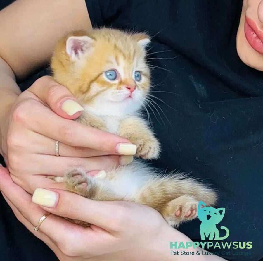 Evelyn British Shorthair female cinnamon golden spotted tabby - live animals