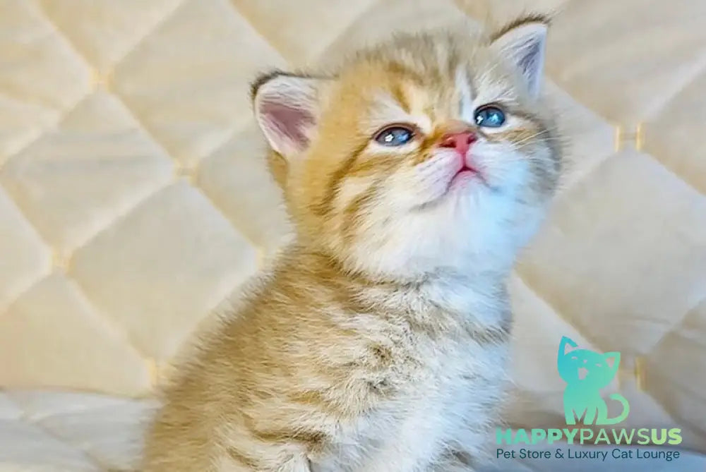 Evelyn British Shorthair female cinnamon golden spotted tabby - live animals