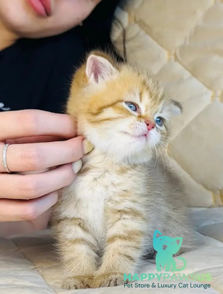 Evelyn British Shorthair female cinnamon golden spotted tabby - live animals