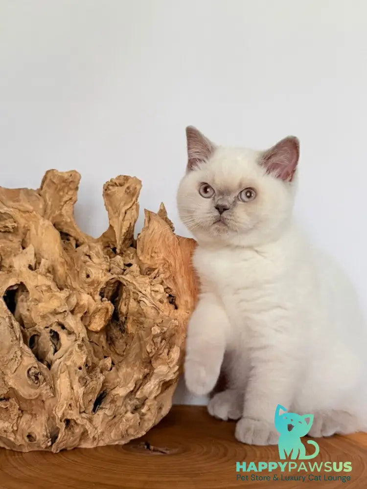 Evelyn British Shorthair male fawn pointed - live animals