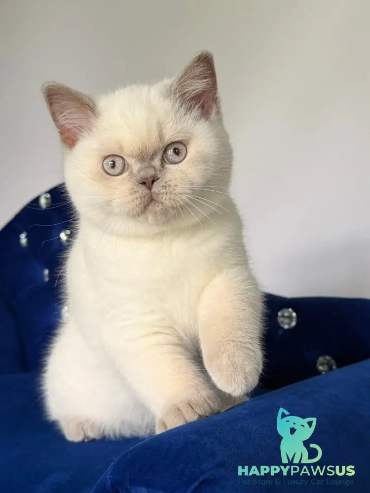 Evelyn British Shorthair male fawn pointed - live animals