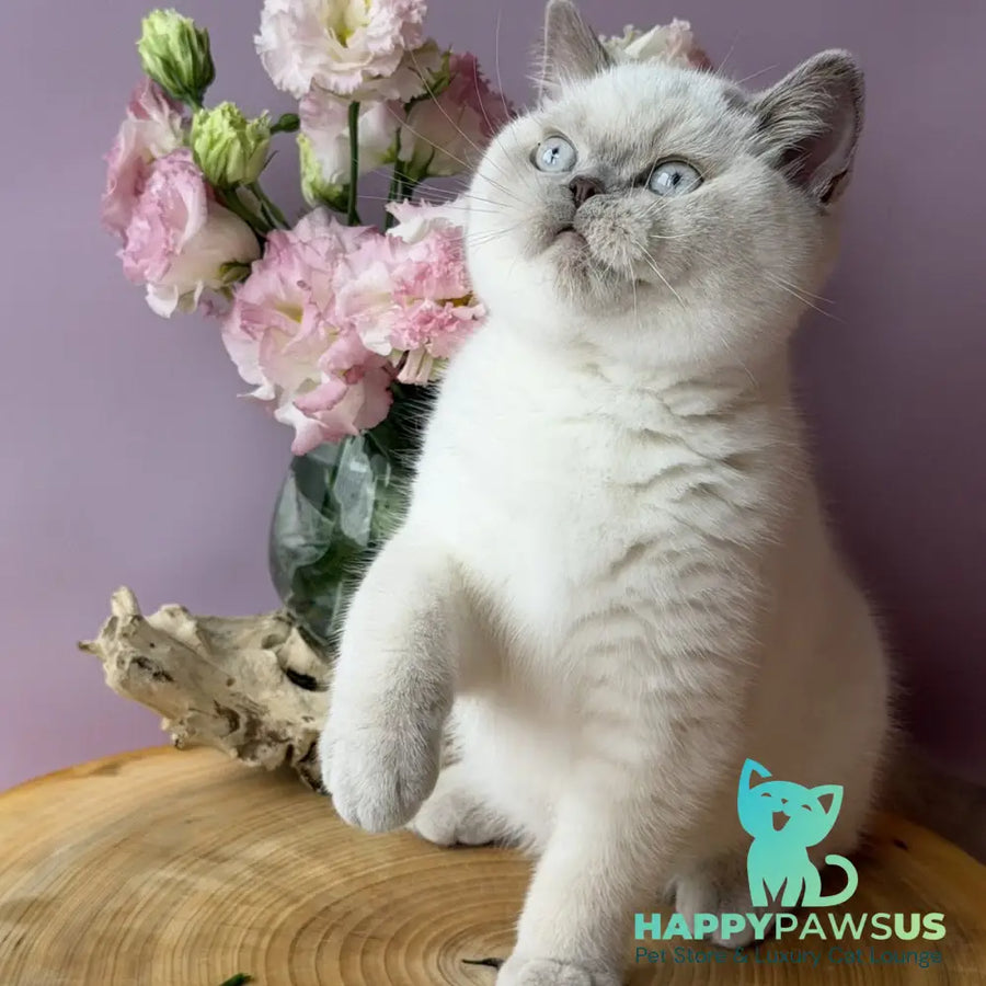 Evelyn British Shorthair female fawn pointed - live animals