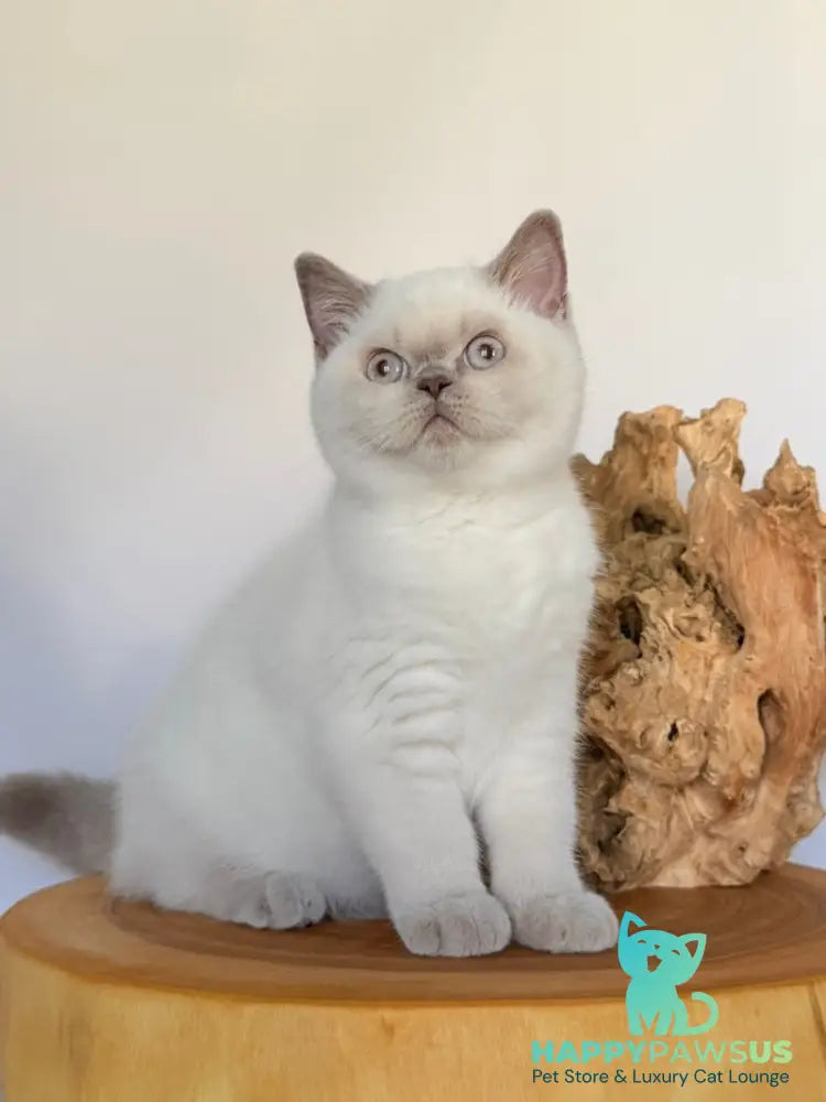 Evelyn British Shorthair male fawn pointed - live animals