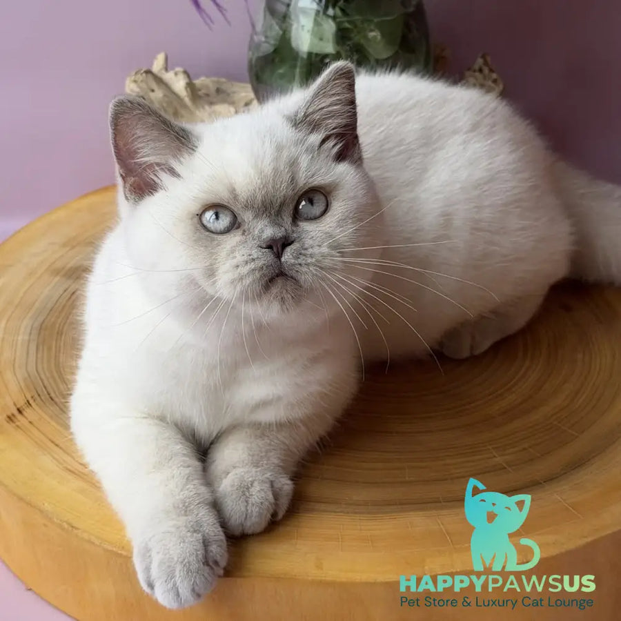 Evelyn British Shorthair female fawn pointed - live animals