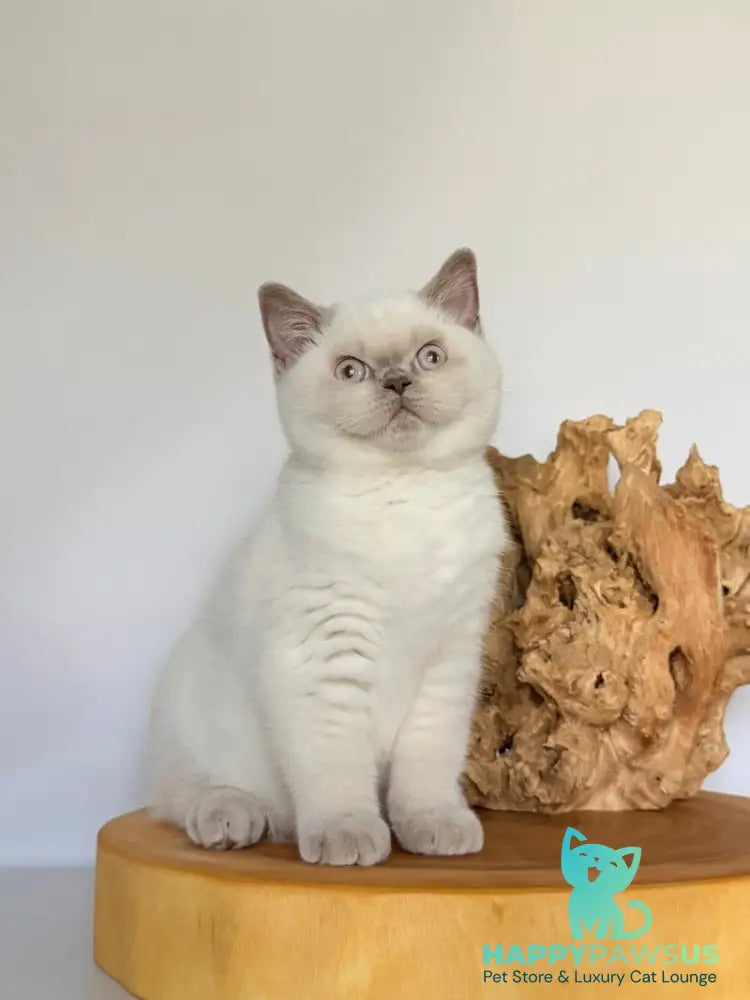 Evelyn British Shorthair male fawn pointed - live animals