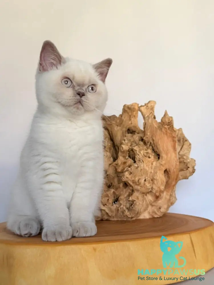 Evelyn British Shorthair male fawn pointed - live animals