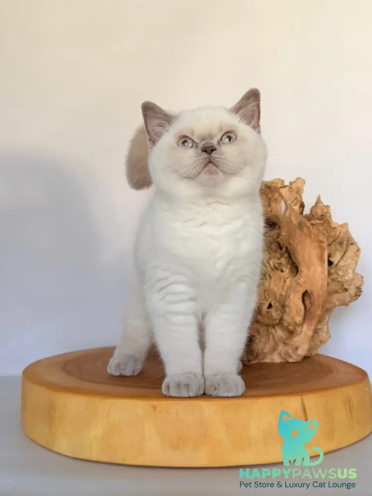 Evelyn British Shorthair male fawn pointed - live animals