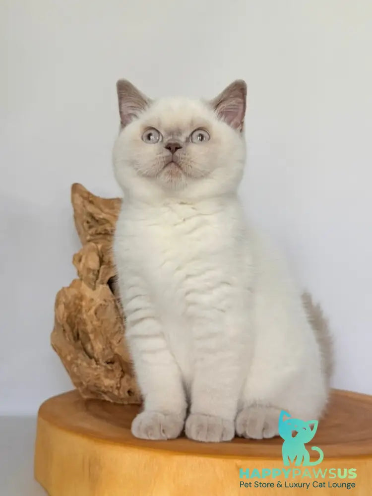 Evelyn British Shorthair male fawn pointed - live animals