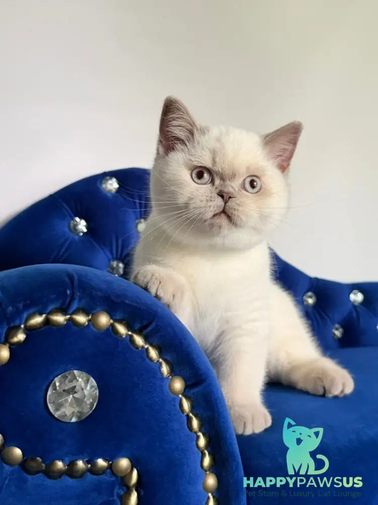 Evelyn British Shorthair male fawn pointed - live animals