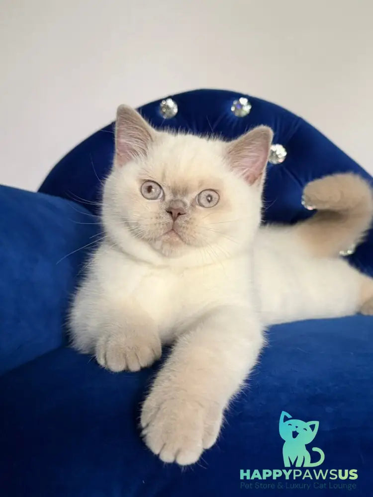 Evelyn British Shorthair male fawn pointed - live animals
