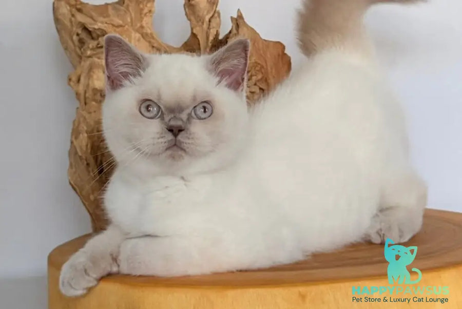 Evelyn British Shorthair male fawn pointed - live animals