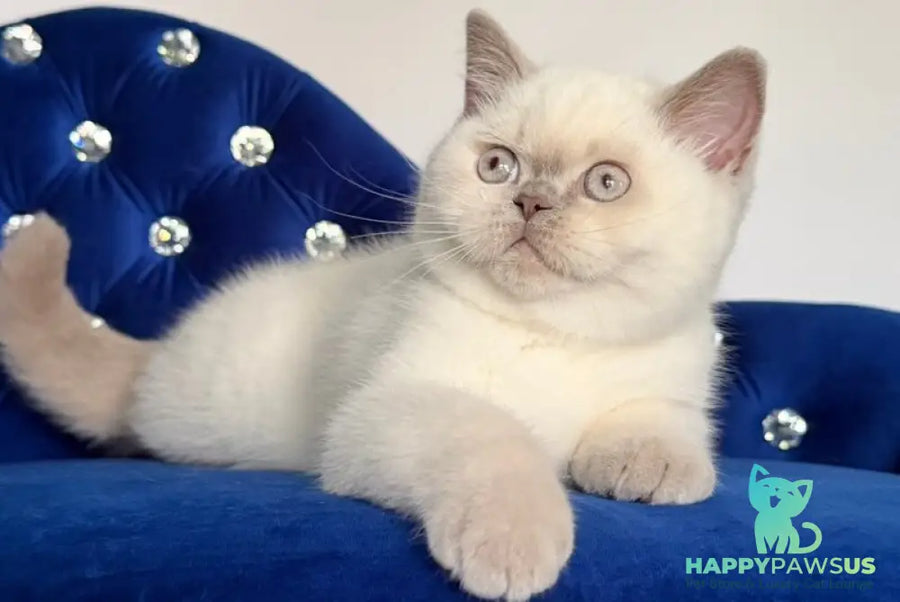 Evelyn British Shorthair male fawn pointed - live animals