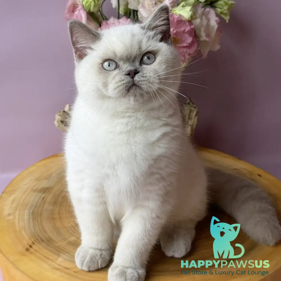 Evelyn British Shorthair female fawn pointed - live animals