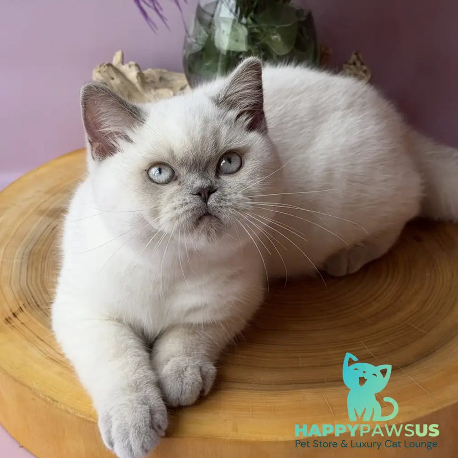 Evelyn British Shorthair female fawn pointed - live animals