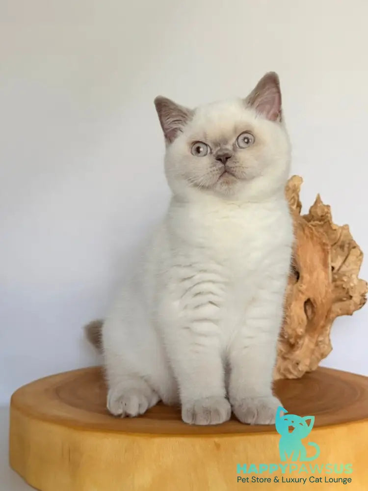 Evelyn British Shorthair male fawn pointed - live animals