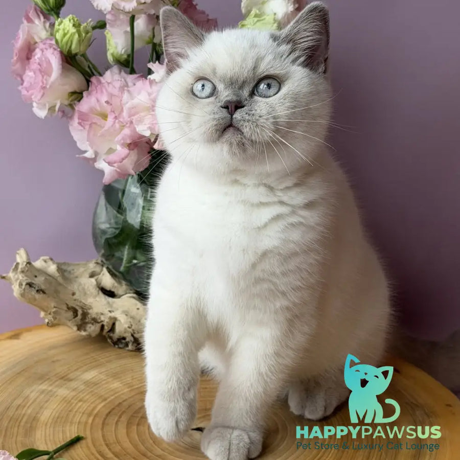 Evelyn British Shorthair female fawn pointed - live animals