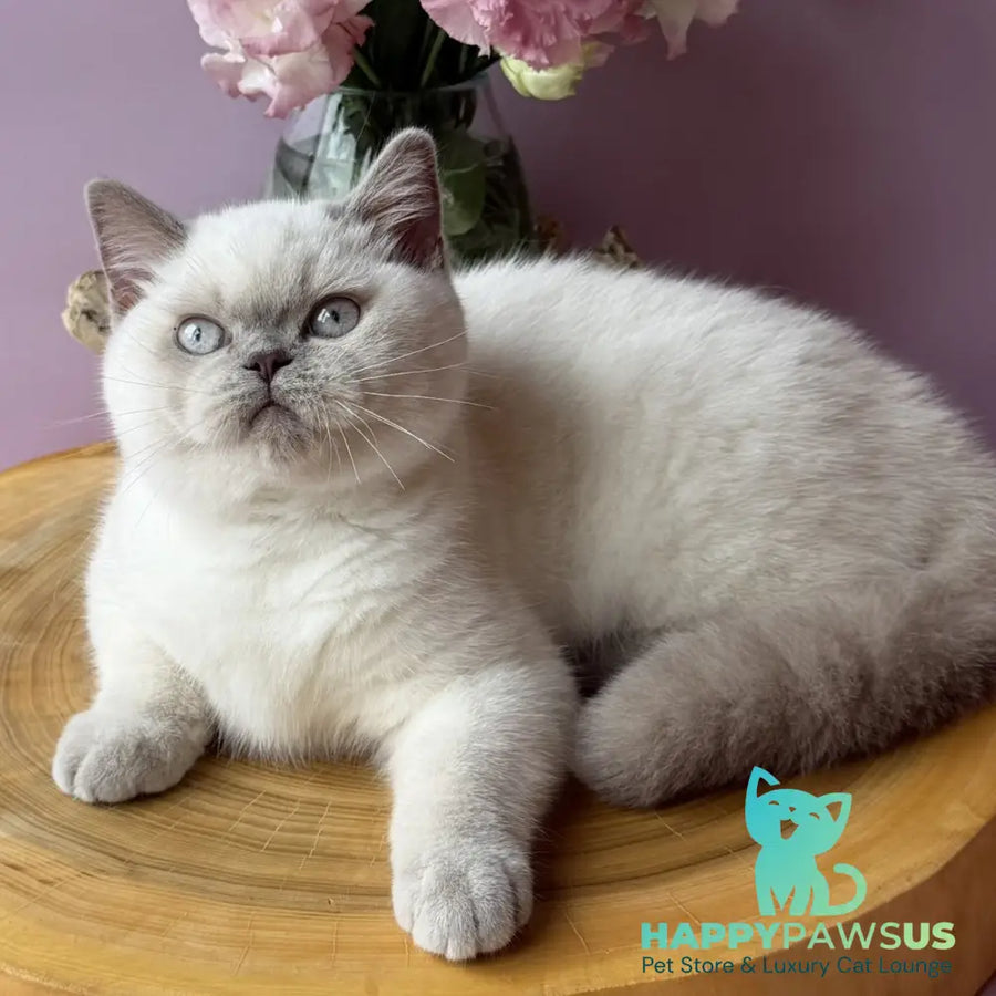 Evelyn British Shorthair female fawn pointed - live animals