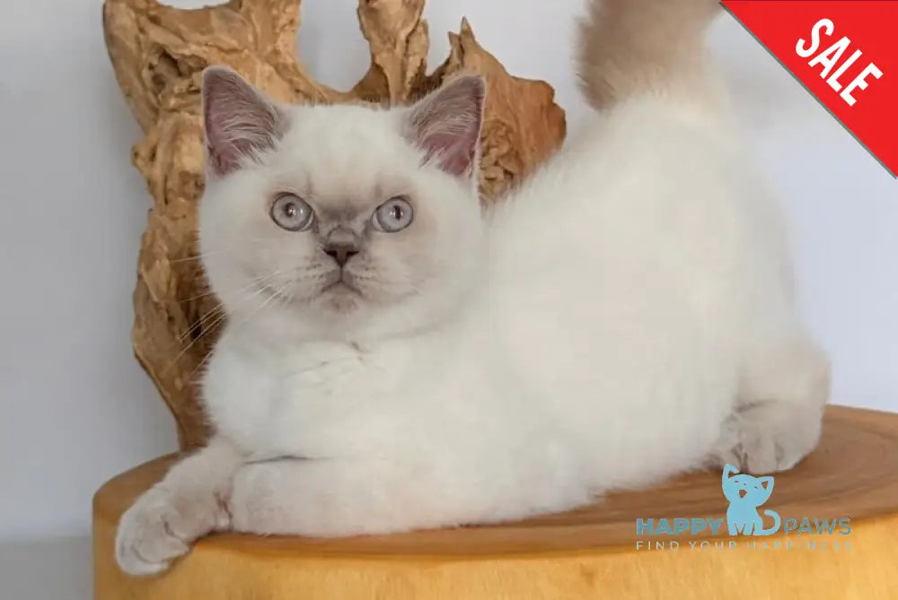 Evelyn British Shorthair male fawn pointed - live animals