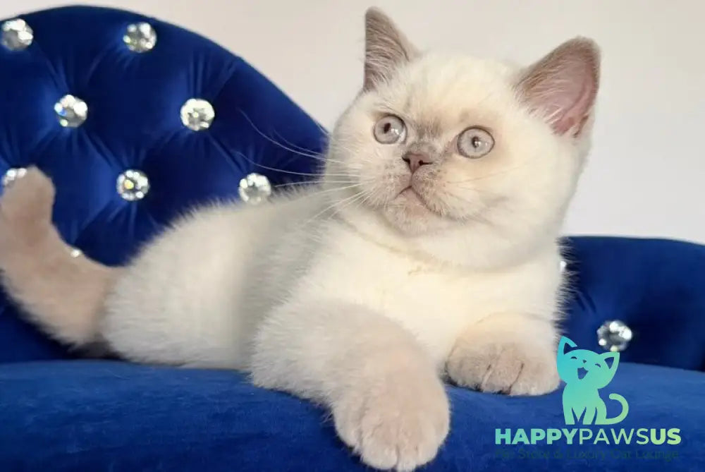 Evelyn British Shorthair male fawn pointed - live animals