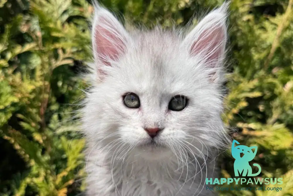 Evelynа Maine Coon female black silver ticked tabby - live animals