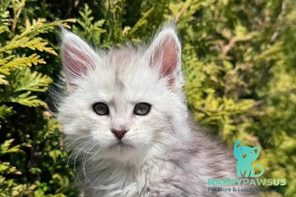 Evelynа Maine Coon female black silver ticked tabby - live animals
