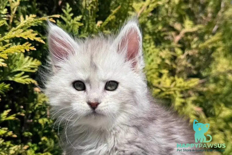 Evelynа Maine Coon female black silver ticked tabby - live animals