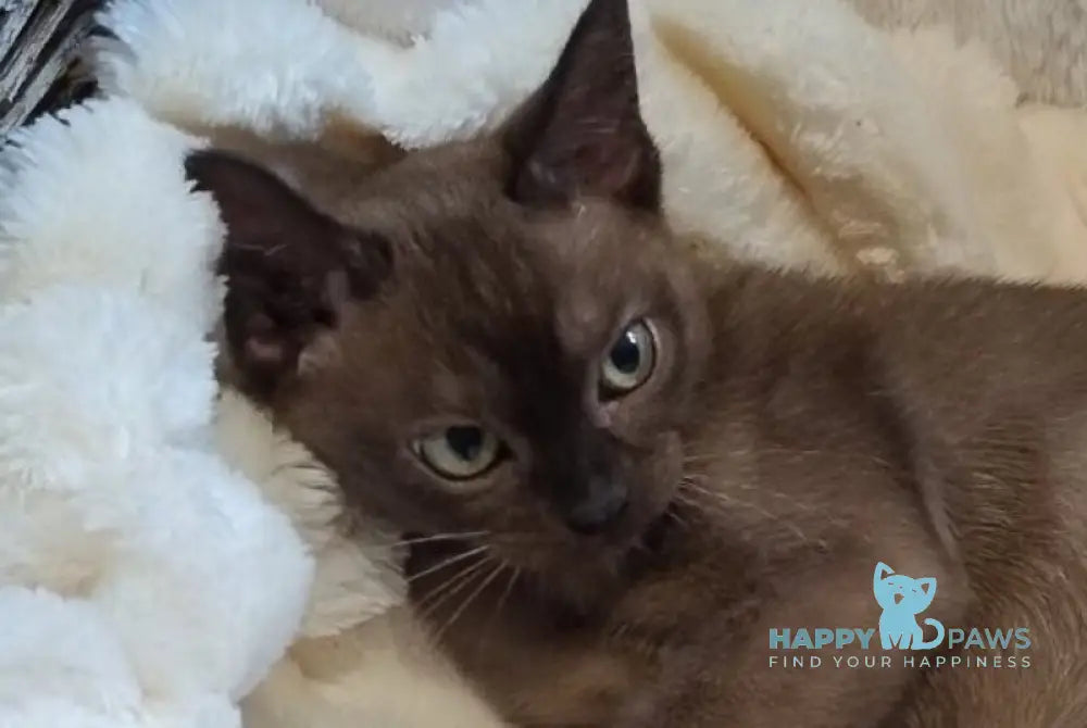 Everest Burmese male black live animals