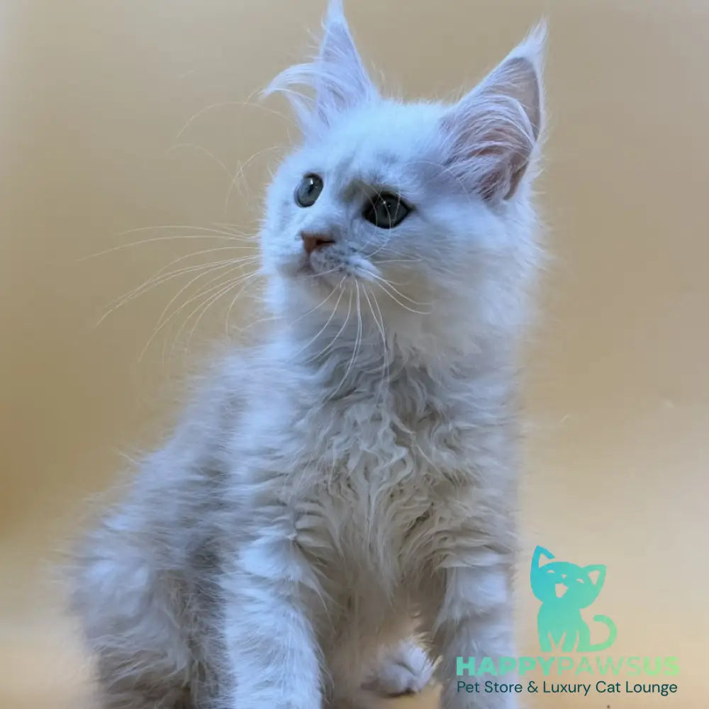 Everest Maine Coon male red silver - live animals