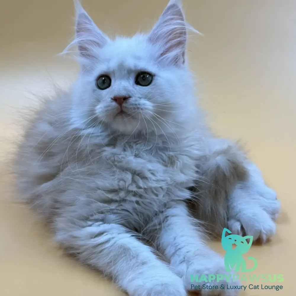 Everest Maine Coon male red silver - live animals