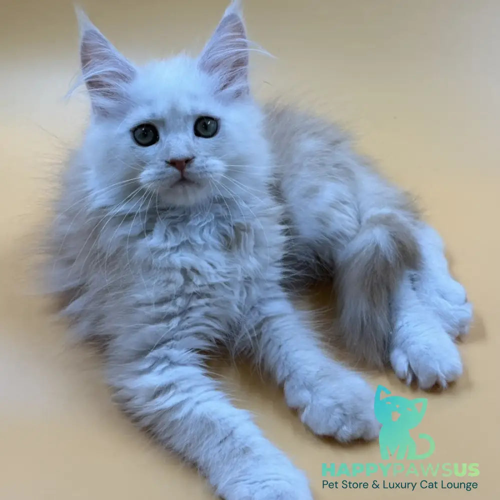 Everest Maine Coon male red silver - live animals