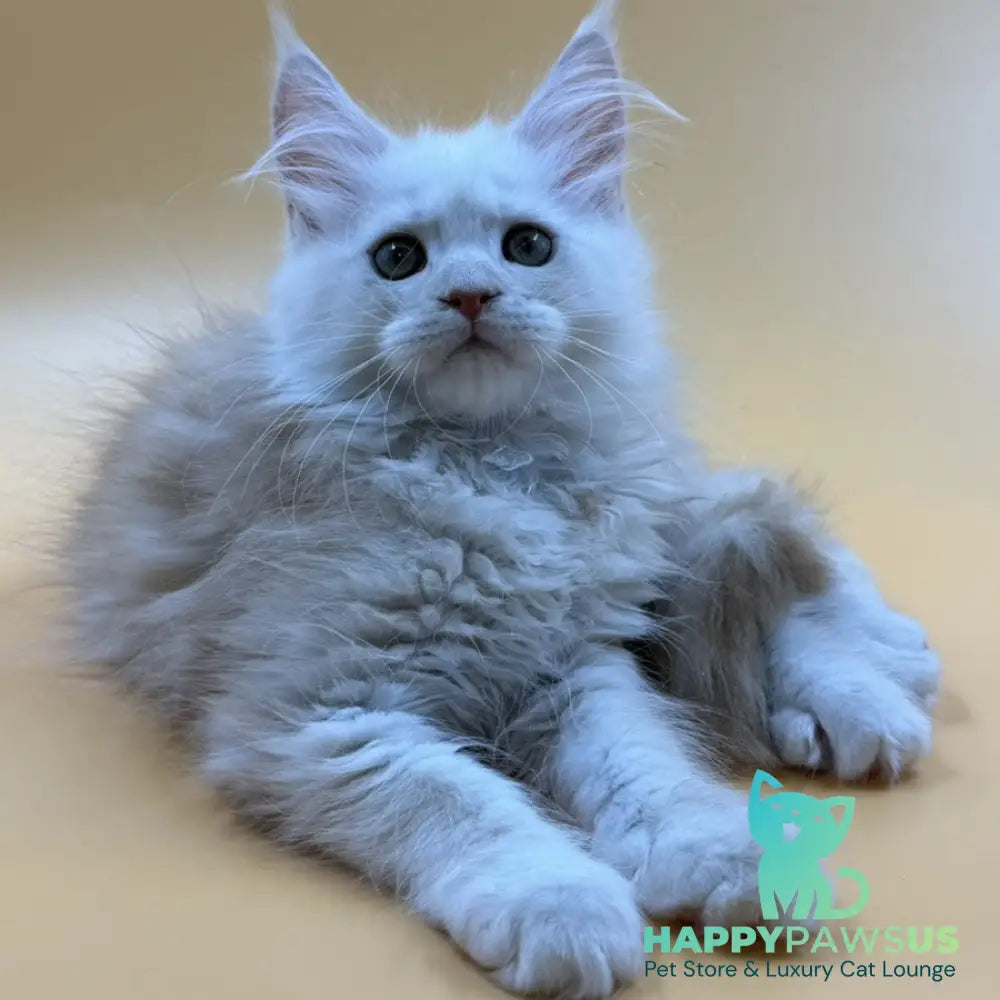 Everest Maine Coon male red silver - live animals