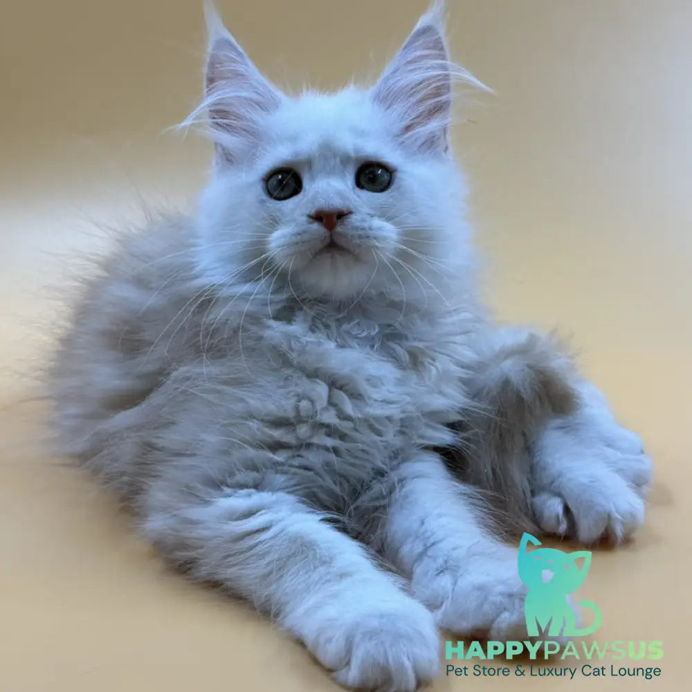 Everest Maine Coon male red silver - live animals