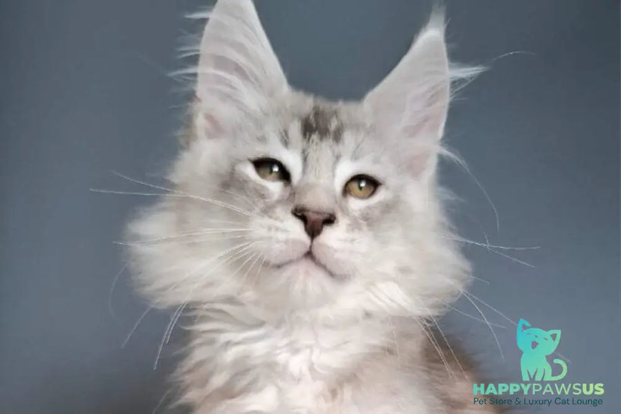 Everton Maine Coon male black silver ticked tabby - live animals