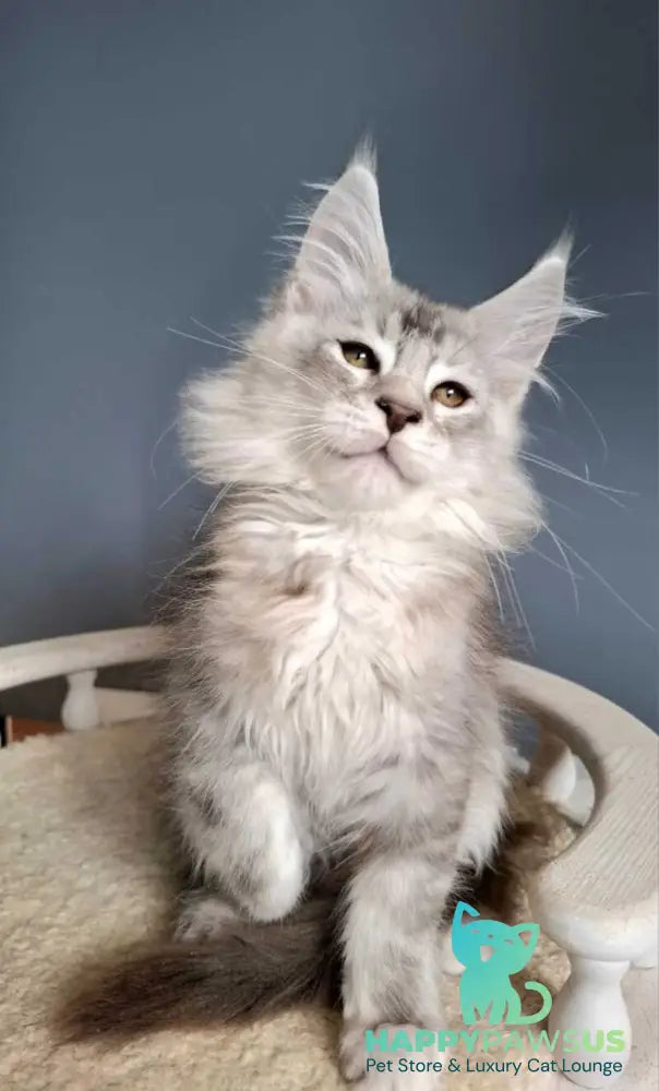 Everton Maine Coon male black silver ticked tabby - live animals