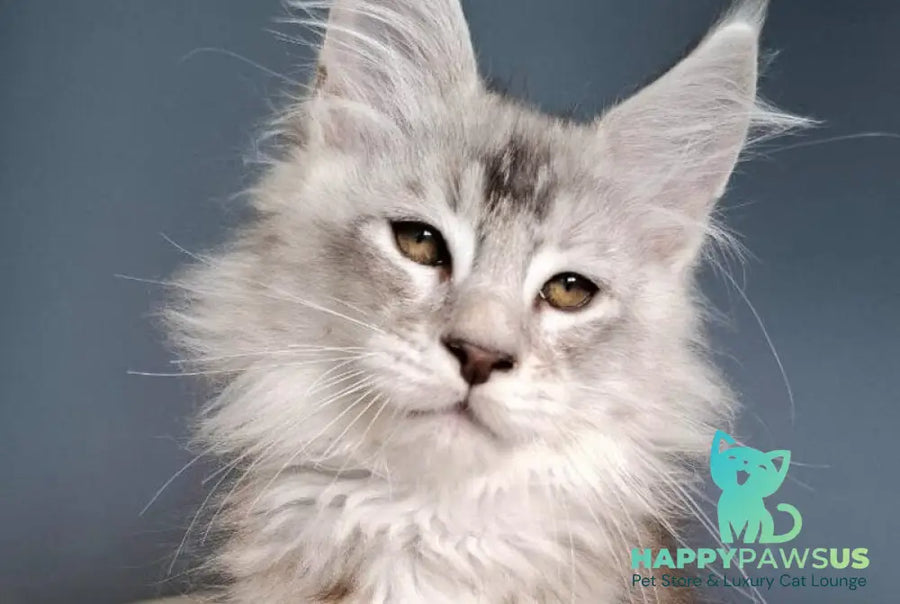 Everton Maine Coon male black silver ticked tabby - live animals