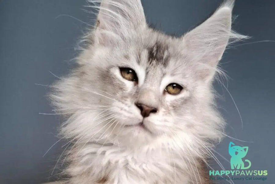 Everton Maine Coon male black silver ticked tabby - live animals