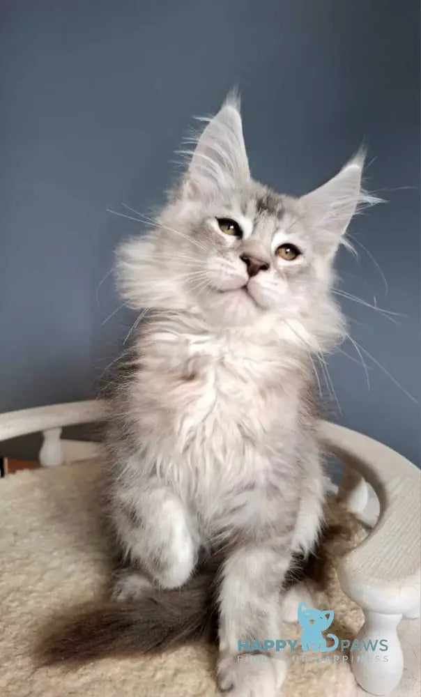 Everton Maine Coon male black silver ticked tabby - live animals