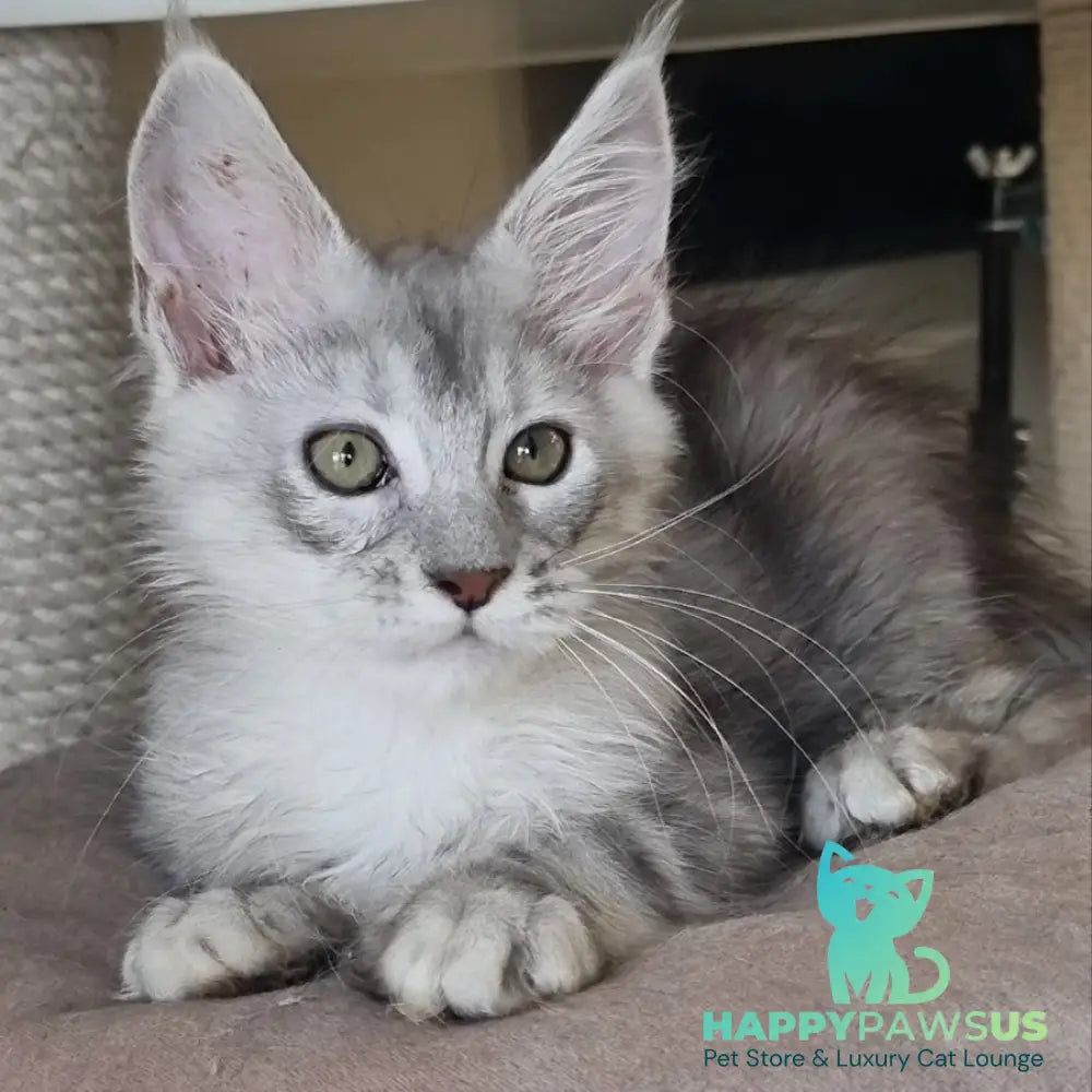 Eveta Maine Coon female black silver tabby - live animals