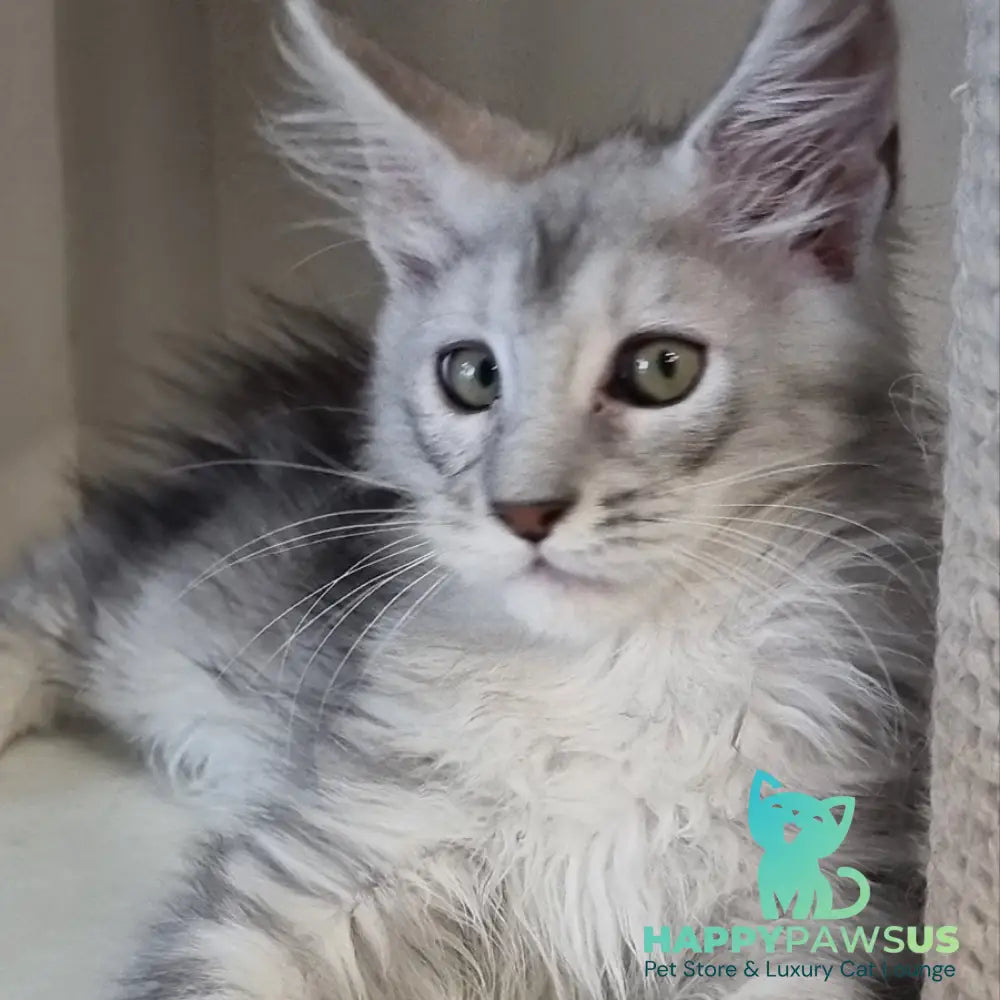 Eveta Maine Coon female black silver tabby - live animals